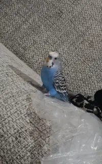 دوجفتت مرغ عشق