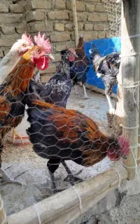 خروس لری