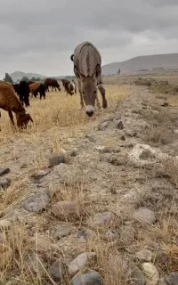 الاغ