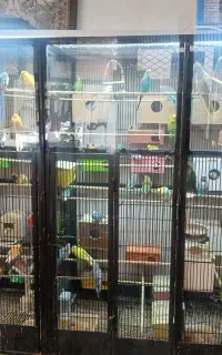 فروش پرنده به صورت یکجا