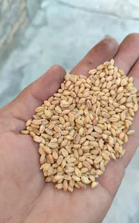 به نام خدا گندم کوهدشت خرمنکوبی