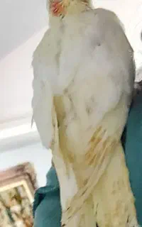 عروس هلندی .گمشده