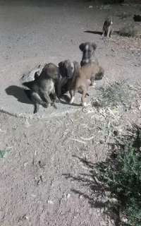 توله سگ محلی