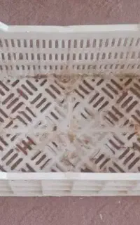 سبد گلخانه ای