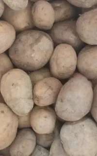 سیب زمینی بذری سیفرا 402