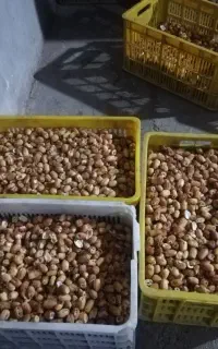 فروش