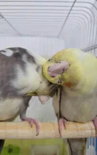 عروس هلندی جفت دستی