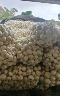 خریدار سیب زمینی و پیاز از سرزمین