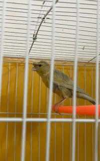 قناری ماده