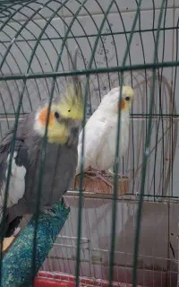 فروش عروس هلندی نر و ماده