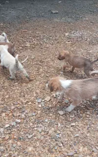 تعداد ی توله سگ