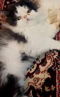 گربه پرشین نر ۳ ساله