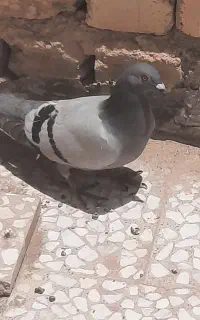 کبوتر پلاکی