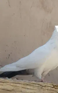 کفتر پرشی