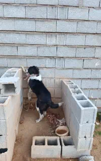 توله قدر جونی