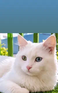 گربه چشم تابه تا خاص کم یاب