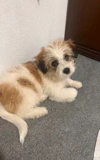 سگ شیتزو تریر