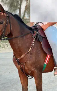 مادیان عرب زیبایی