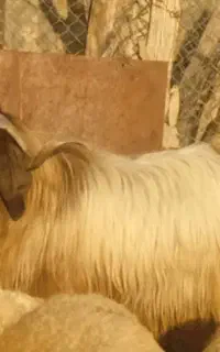 سابرین