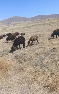 بره ۲۴ عدد ۱۹ تا نر ۵تا ماده