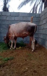 فروش دام