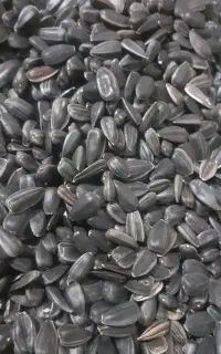 لوبیا و تخمه آیسان محلی کالپوش