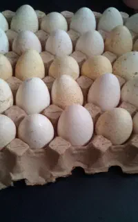 تخم نطفه دار بوقلمون و اردک روسی و مرغ شاخدار