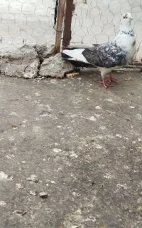 کفتر