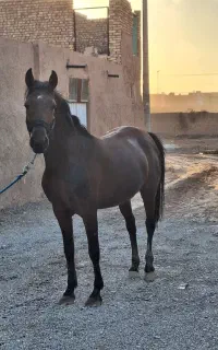 مادیان کردی درجه یک