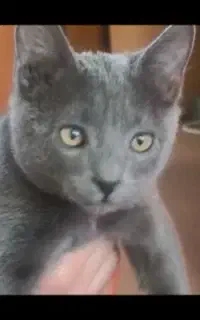 گربه گم شده