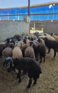 گوسفند زنده