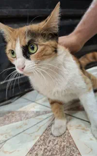 گربه مادر و بچه