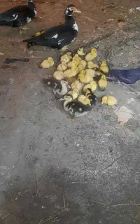 اردک اسرائیلی