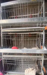قفس مرغ تخمگذار ۳ طبقه