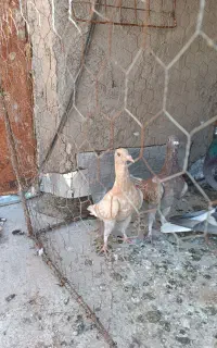 کبوتر
