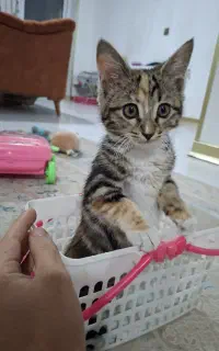 گربه