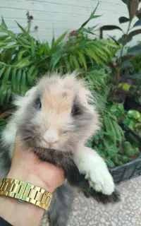 خرگوش همستر خوکچه