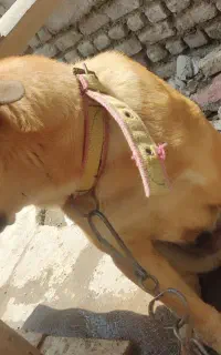 واگذاری رایگان سگ