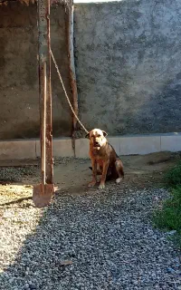 واگزاری توله پژدر