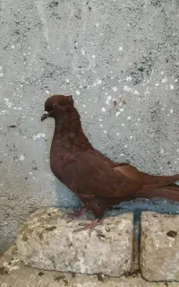 رنگ