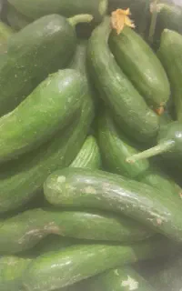 خیار محلی
