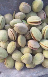 بادام پوست کاغذی وسنگیفروش بادا