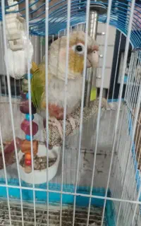 طوطی گرینچیک