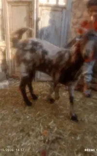کهر ماده پلنگی لنگ ۴تای کهره ماده مری سفید لنگ۳