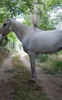 اسب مادیان اصیل کرد