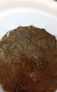 ماهی هامور رودخانه