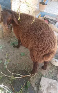 بره نر افشاری
