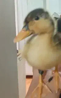 جوجه اردک فقط ۱۰۰ تومن