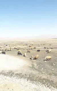 چوپان ، گوسفند ، چوپانی دام