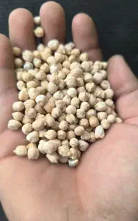 فروش نخود ریز